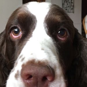 Meet your Posher, Emma